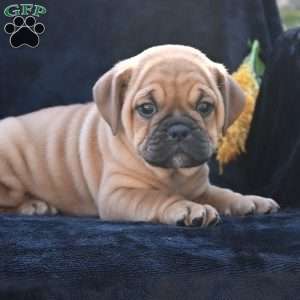 Ann, Miniature Bulldog Puppy